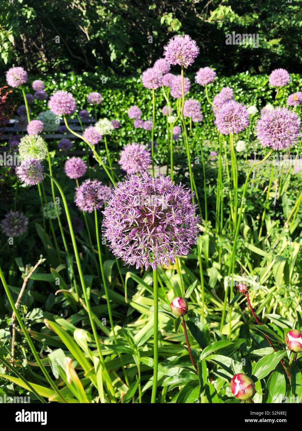Gigantium Allium, Central Park, Manhattan STATI UNITI D'AMERICA - Immagine stock catturata con smartphone
