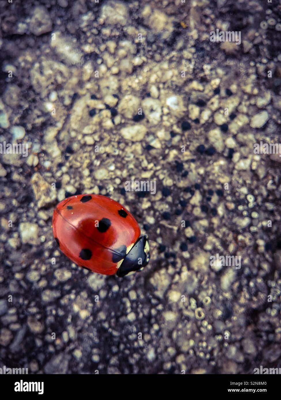 Coccinella. - Immagine stock catturata con smartphone