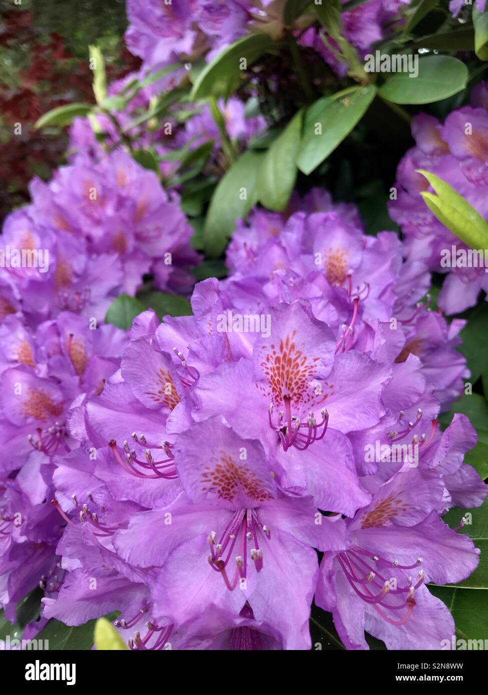 Rododendro - Immagine stock catturata con smartphone