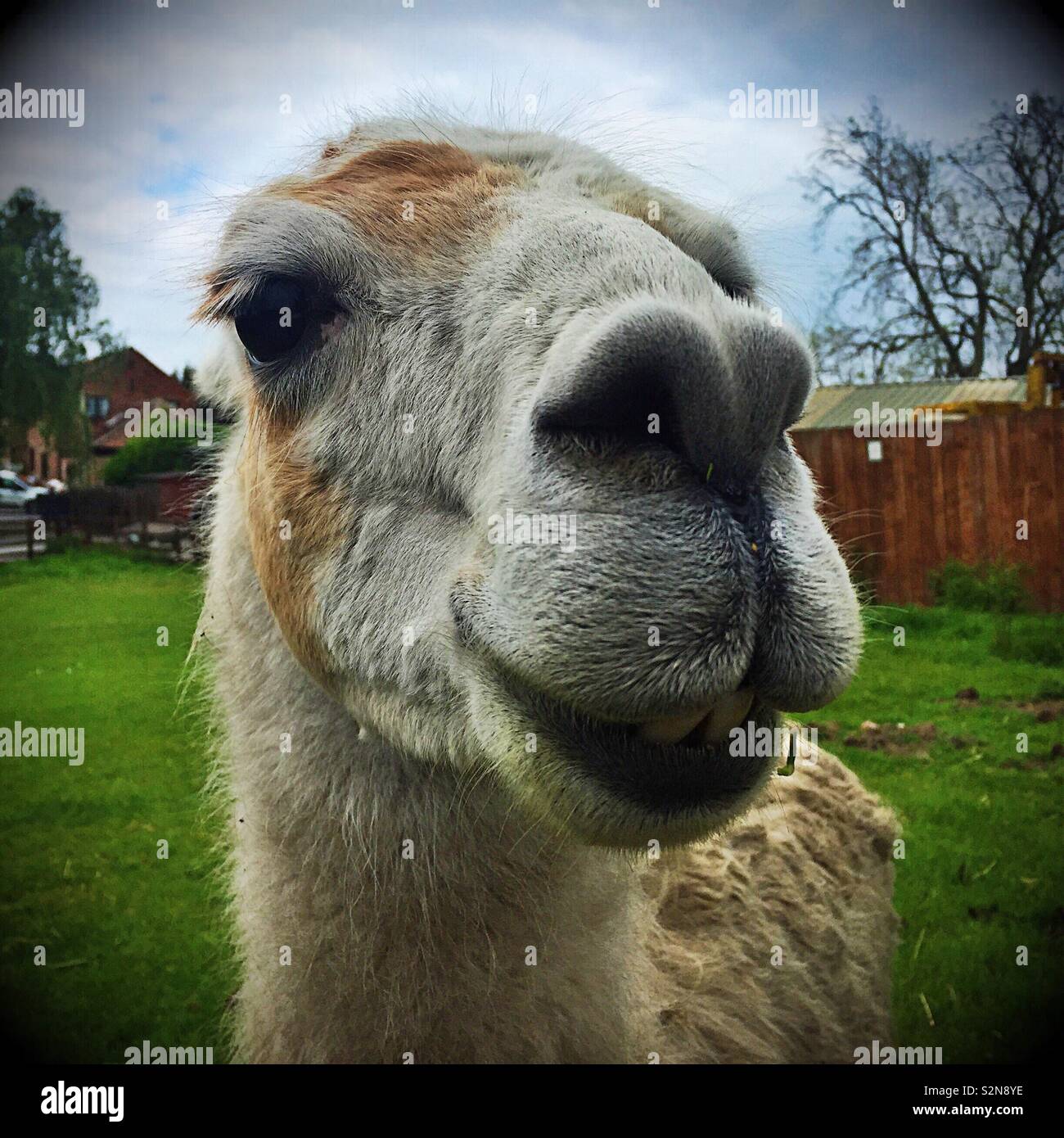 Sorridente llama Foto Stock