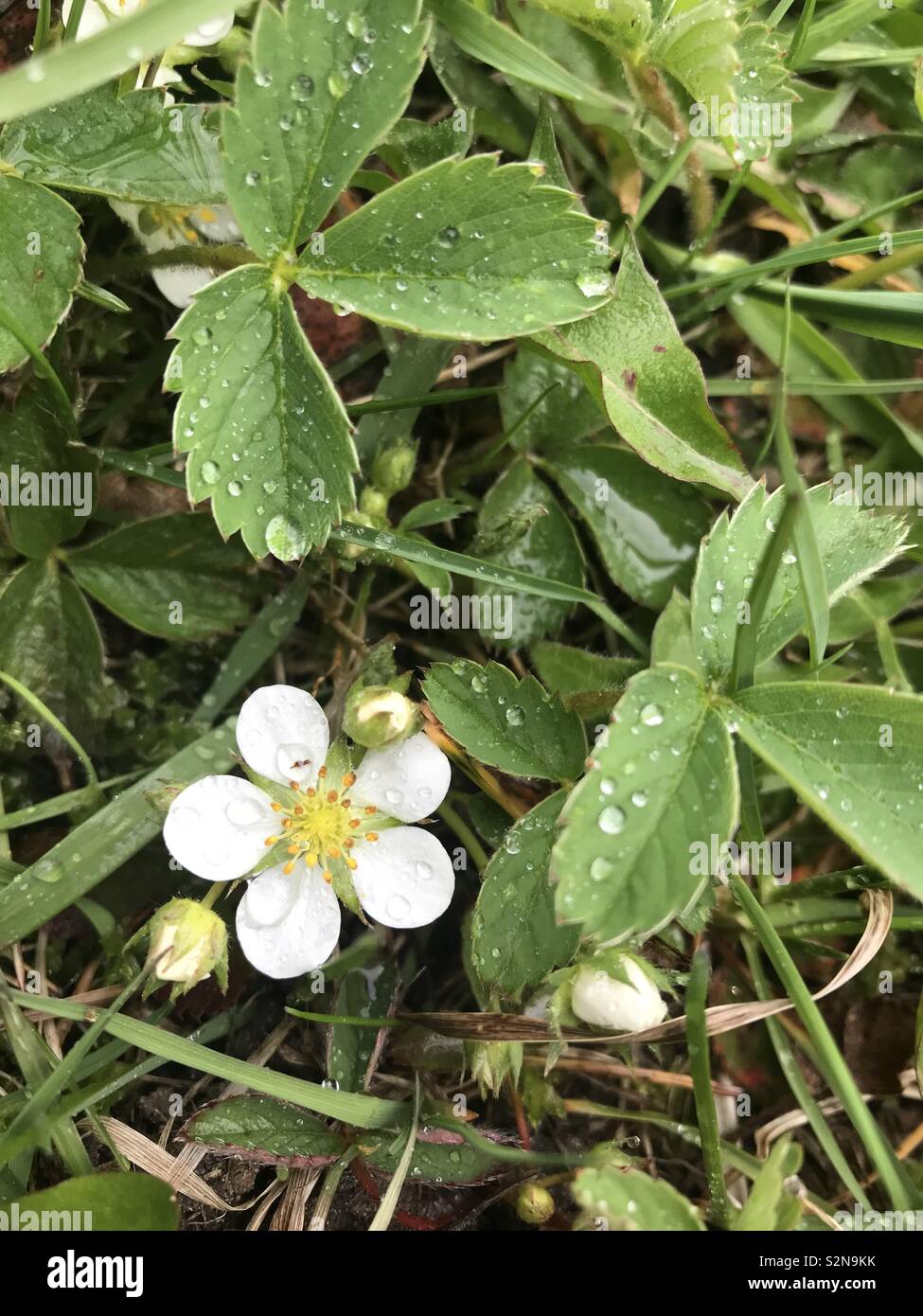 Le gocce di pioggia sulle fragole impianto. Foto Stock