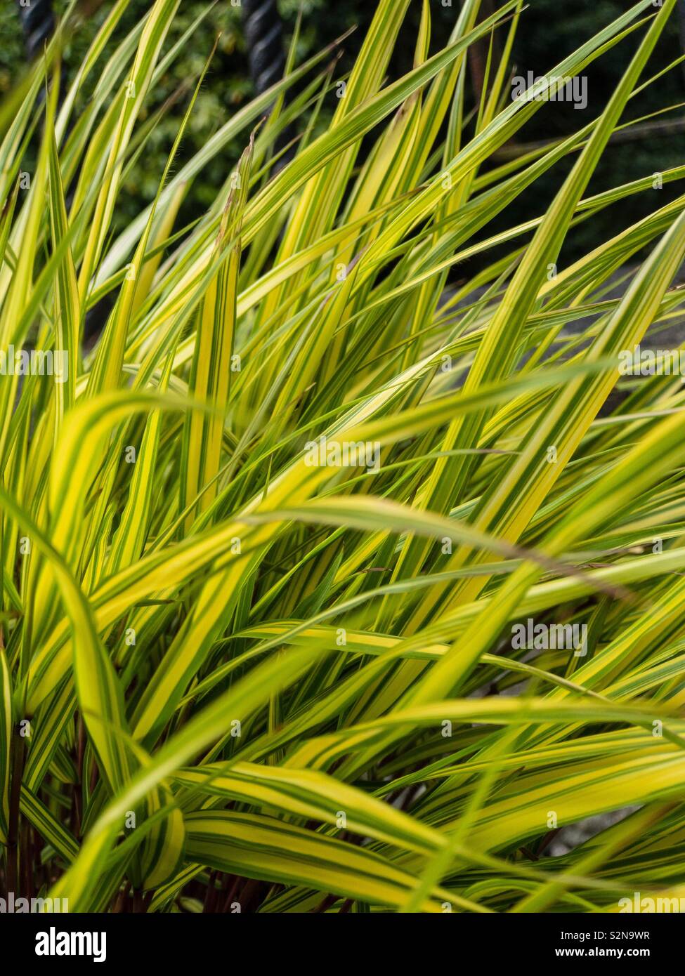 Variegata di foglie di Golden Hakone erba (Hakonechloa macra alboaurea). Foto Stock