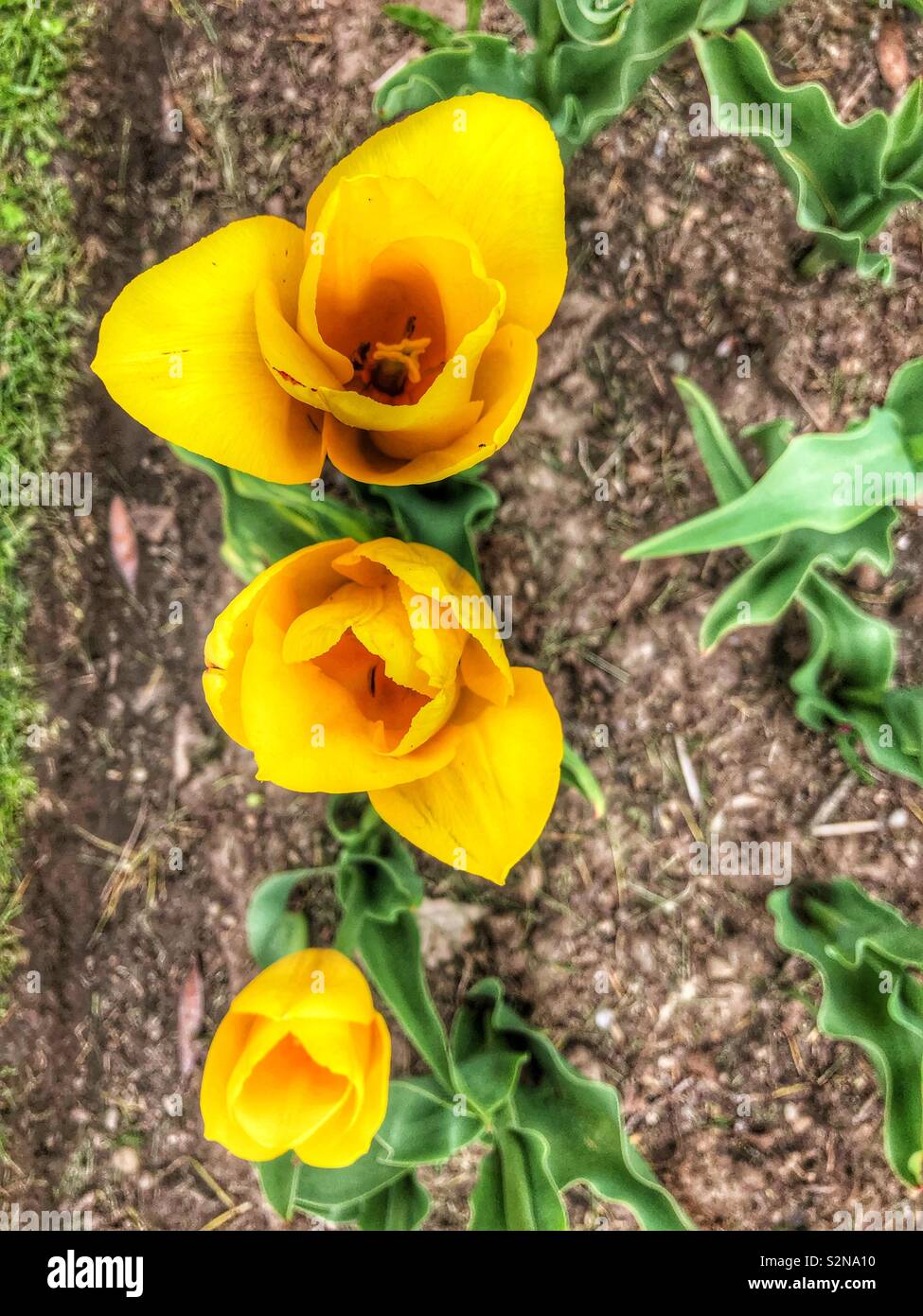 Tre tulipani gialli in una fila. - Immagine stock catturata con smartphone