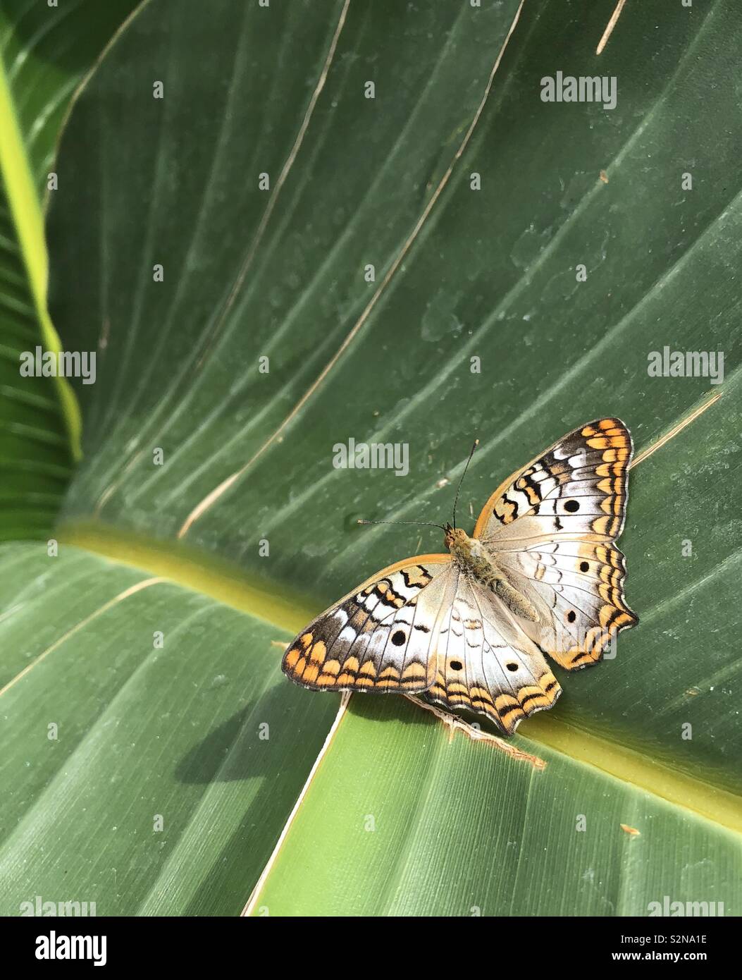 Crema e orange spotted farfalla sulla foglia Foto Stock