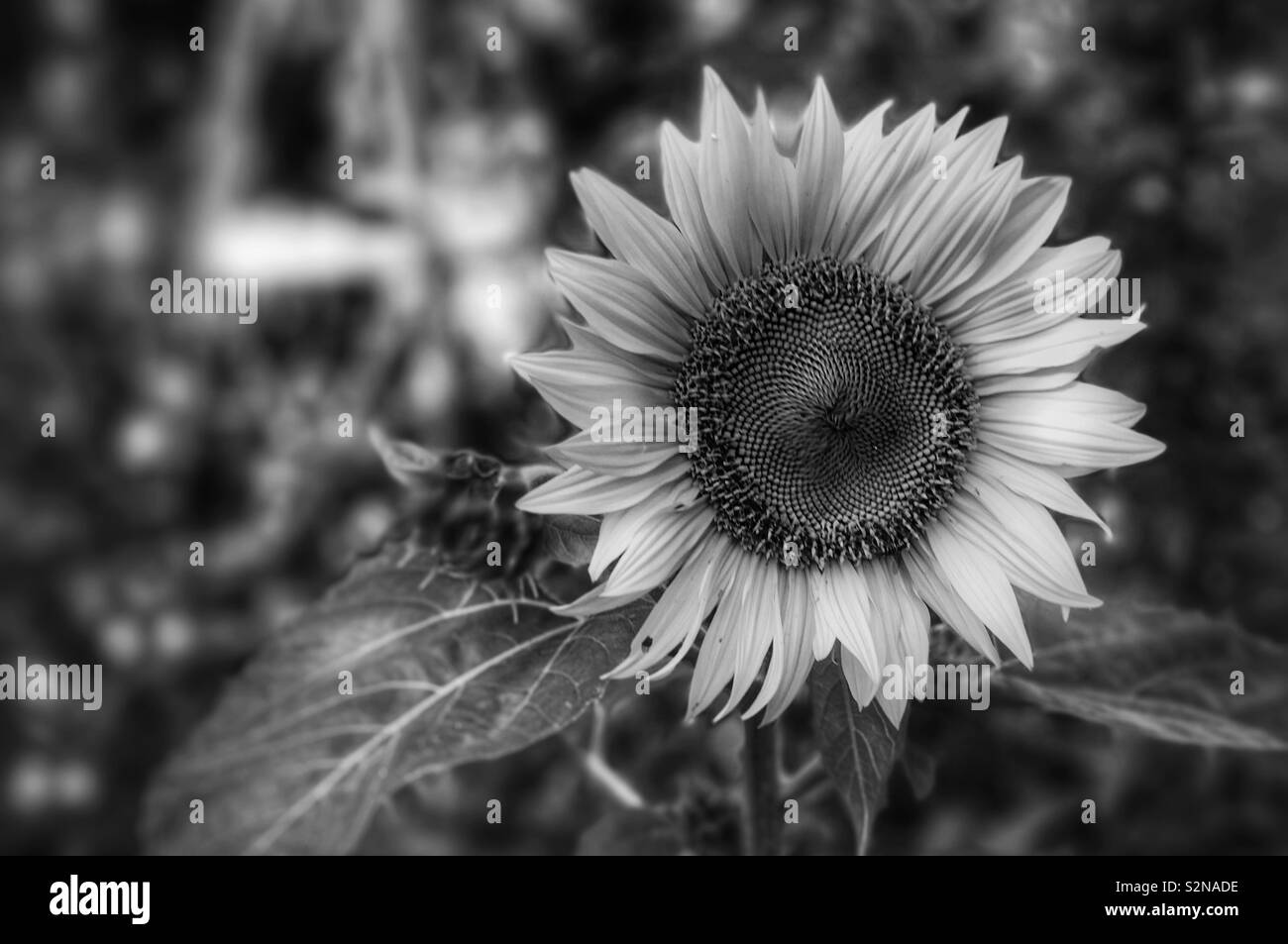 In bianco e nero il girasole - Immagine stock catturata con smartphone