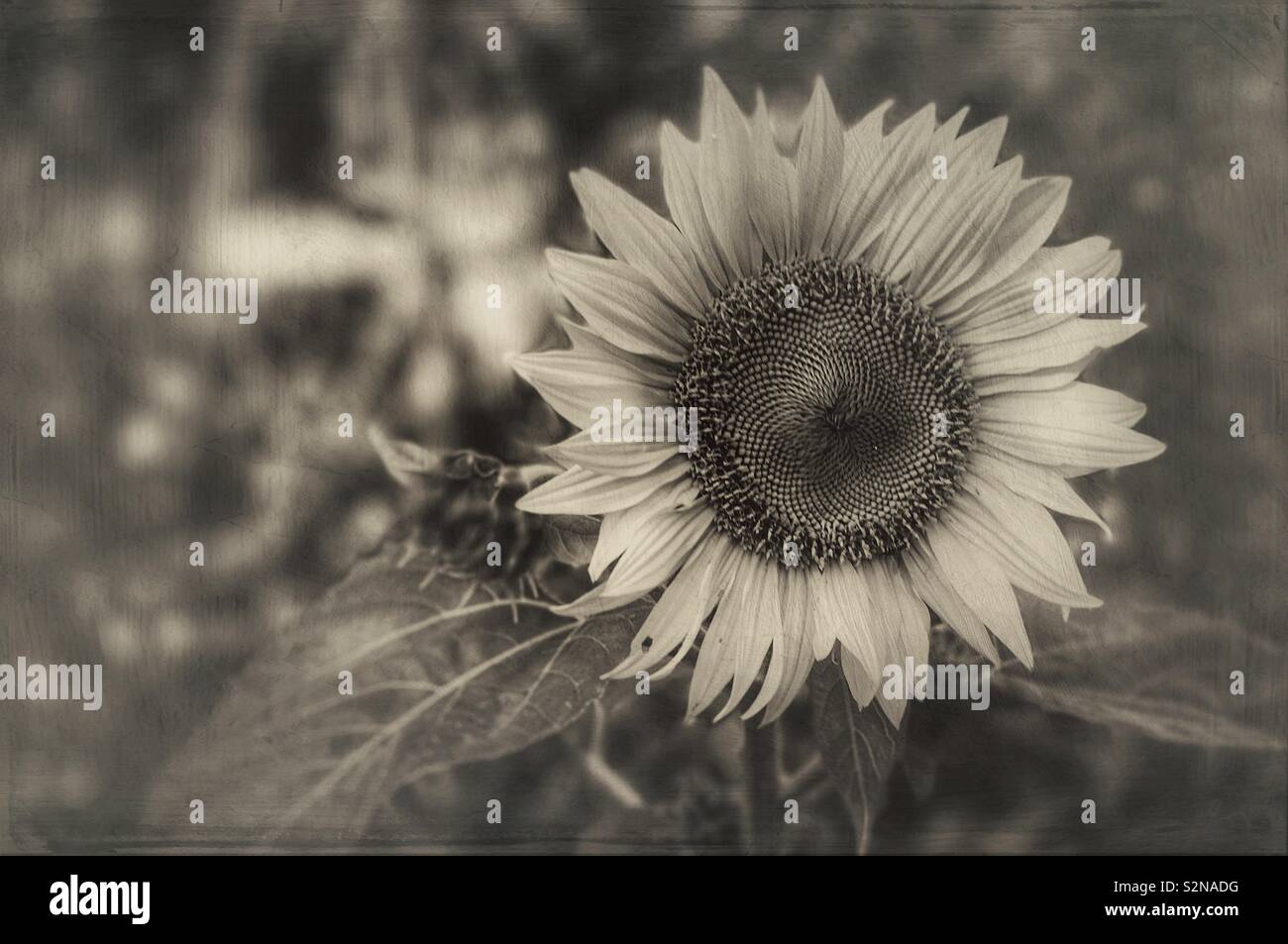 Tonalità seppia con girasole look testurizzata - Immagine stock catturata con smartphone