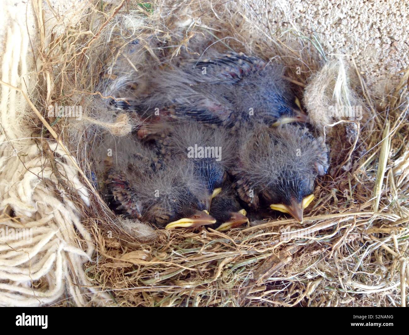Pied Wagtail (Motacilla alba) Vista del nido con cinque pulcini Foto Stock