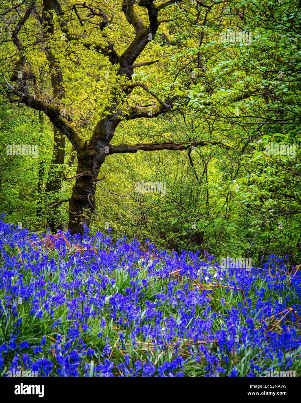 Bluebells sul terreno nel bosco con albero in background in primavera. Foto Stock
