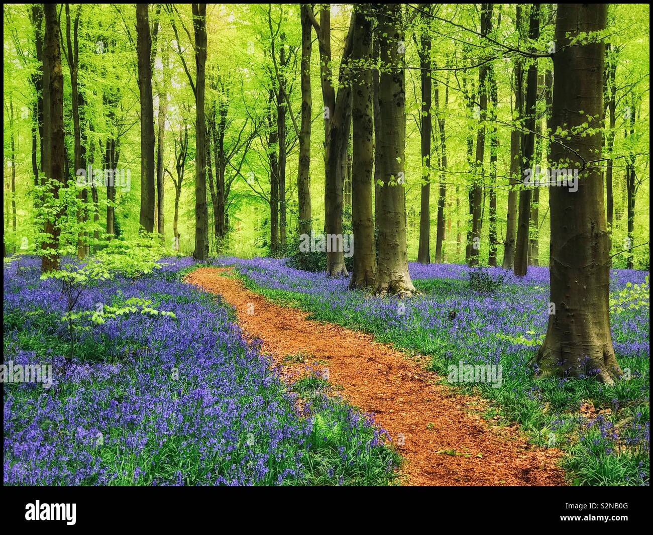 Un percorso attraverso un fantastico bosco inglese scena in primavera. Il bluebells sono in piena fioritura e nuovi germogli verdi sono la germogliazione sugli alberi. Che cosa potrebbe essere più gioioso?! Foto © COLIN HOSKINS. Foto Stock