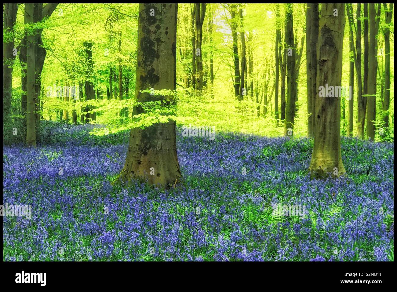 Un bosco inglese scena in primavera. Vi è un nuovo lascia la germogliazione e la "" tappeto di fiori Bluebell -Hyacinthodes Non-Scripta sono al loro meglio. © COLIN HOSKINS. - Immagine stock catturata con smartphone