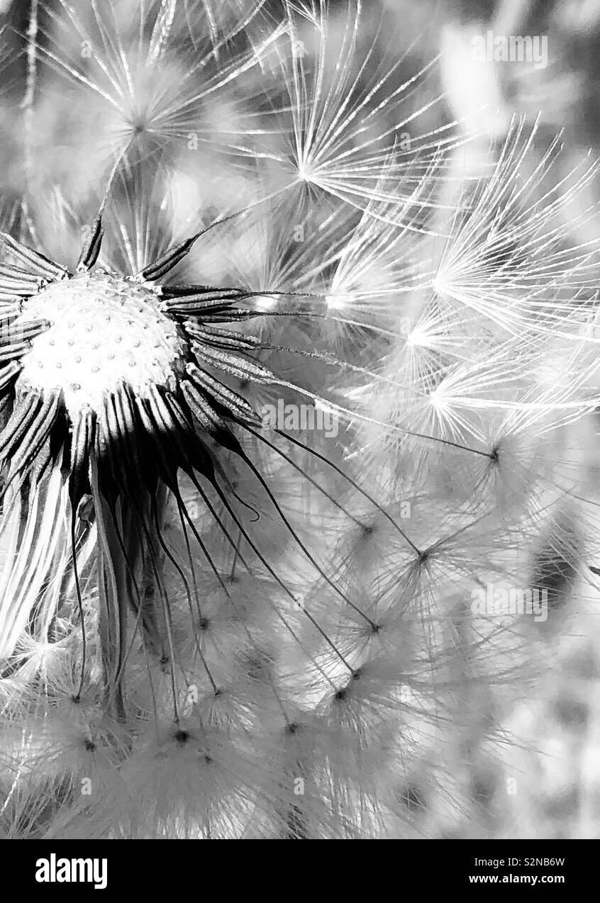 Foto in bianco e nero di dispersione di fiori selvaggi si tratta di semi Foto Stock