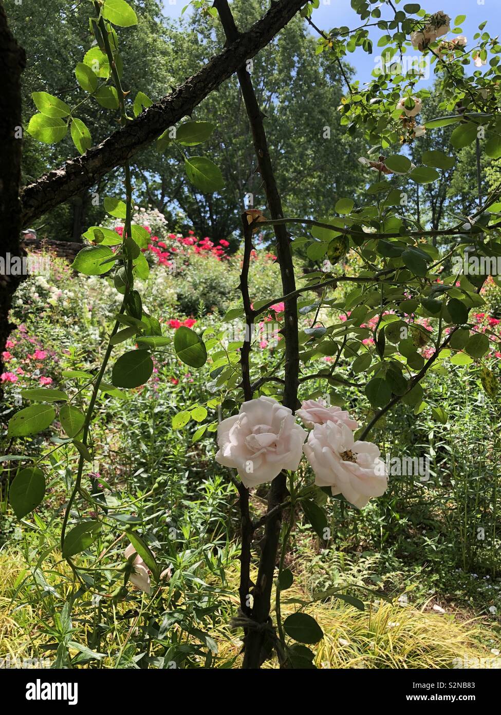 Guardando fuori dal rose arbor per giardini Foto Stock