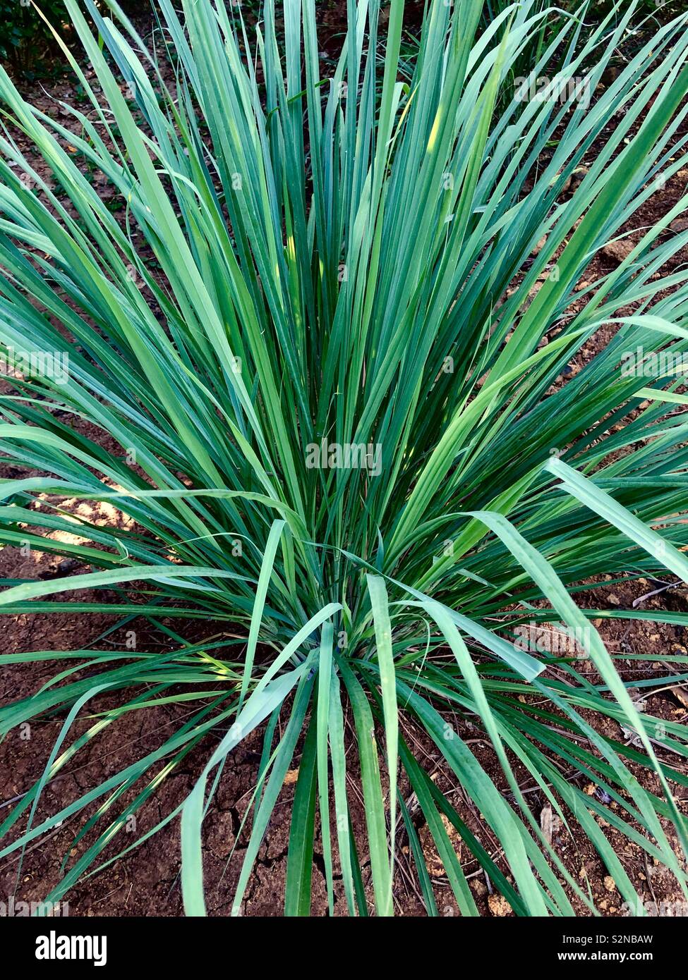 Cymbopogon citratus o erba di limone, una pianta nativa in Asia del sud Foto Stock