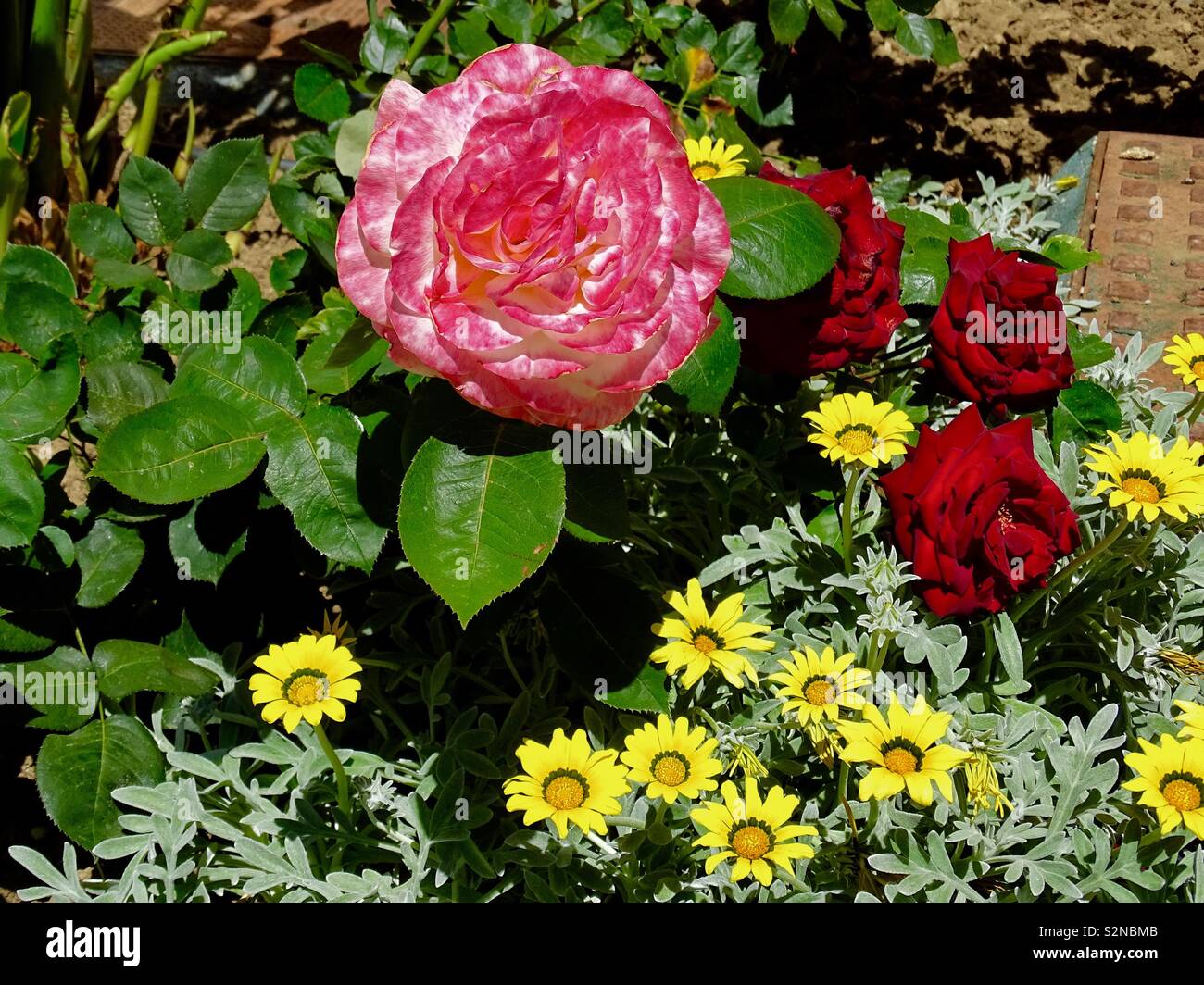 Rosa rosa e fiori di primavera in Spagna Foto Stock