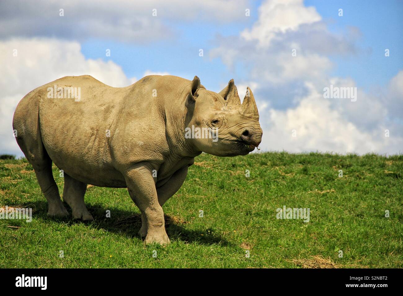 White Rhino isolato sull'erba Foto Stock
