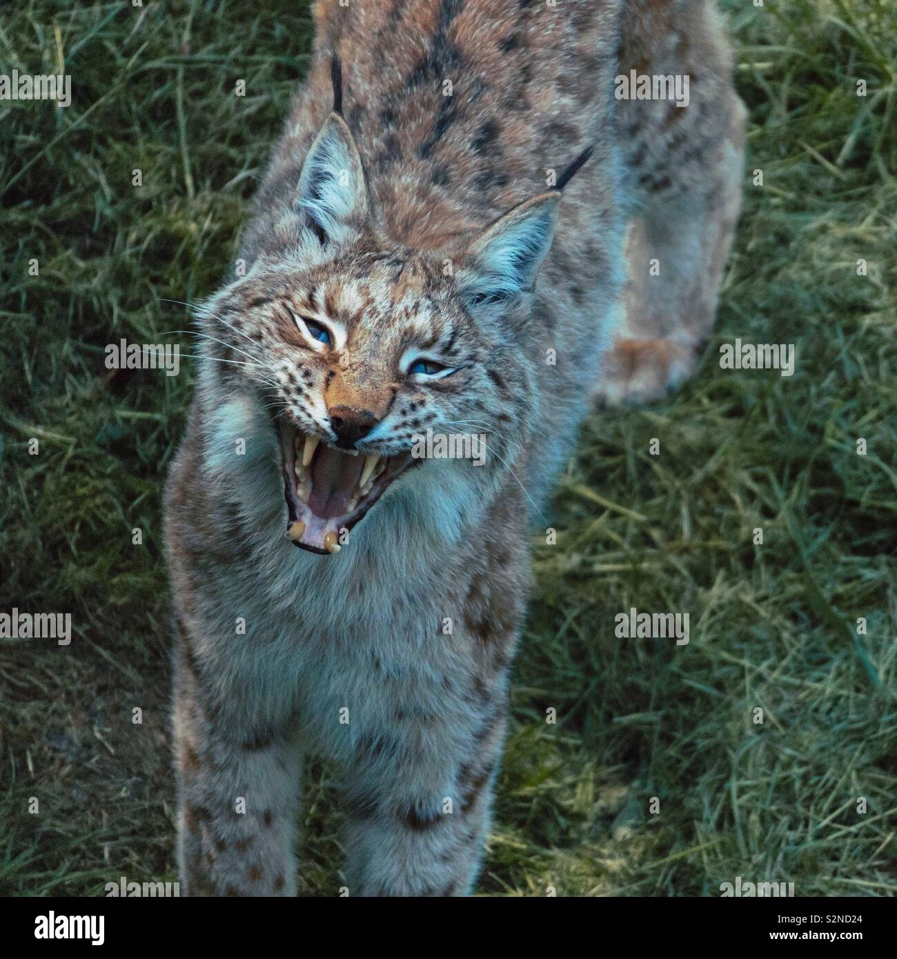 Ringhiando Lynx - Immagine stock catturata con smartphone