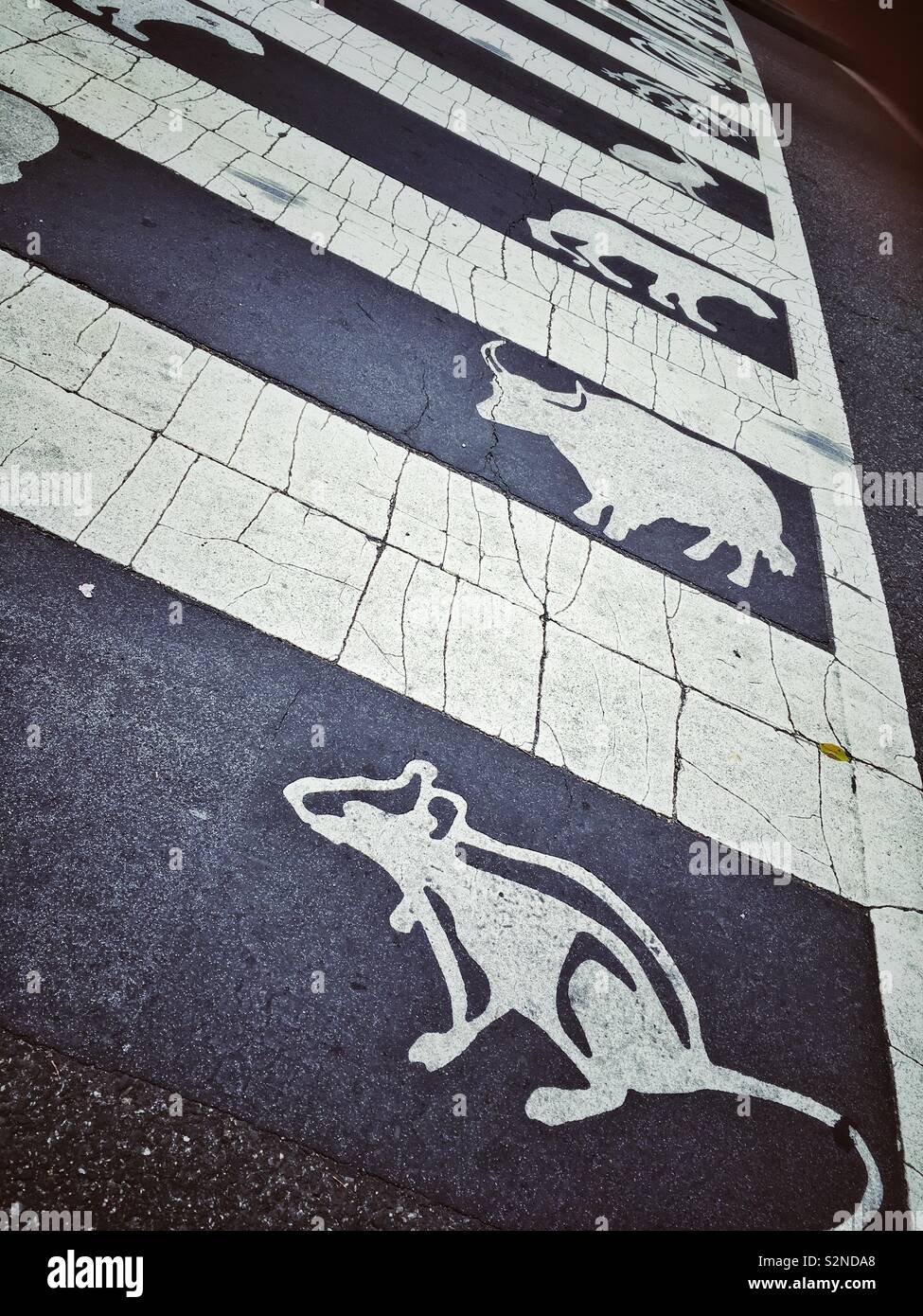 Crosswalk con zodiacs animali in Chinatown, Washington DC, Stati Uniti d'America Foto Stock