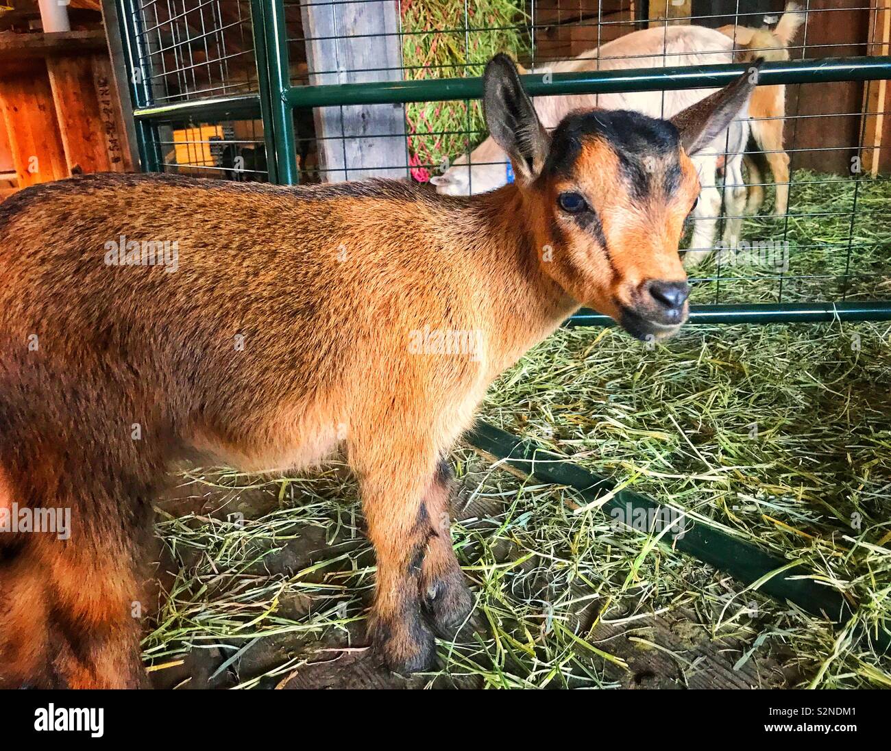 Capra del bambino - Immagine stock catturata con smartphone