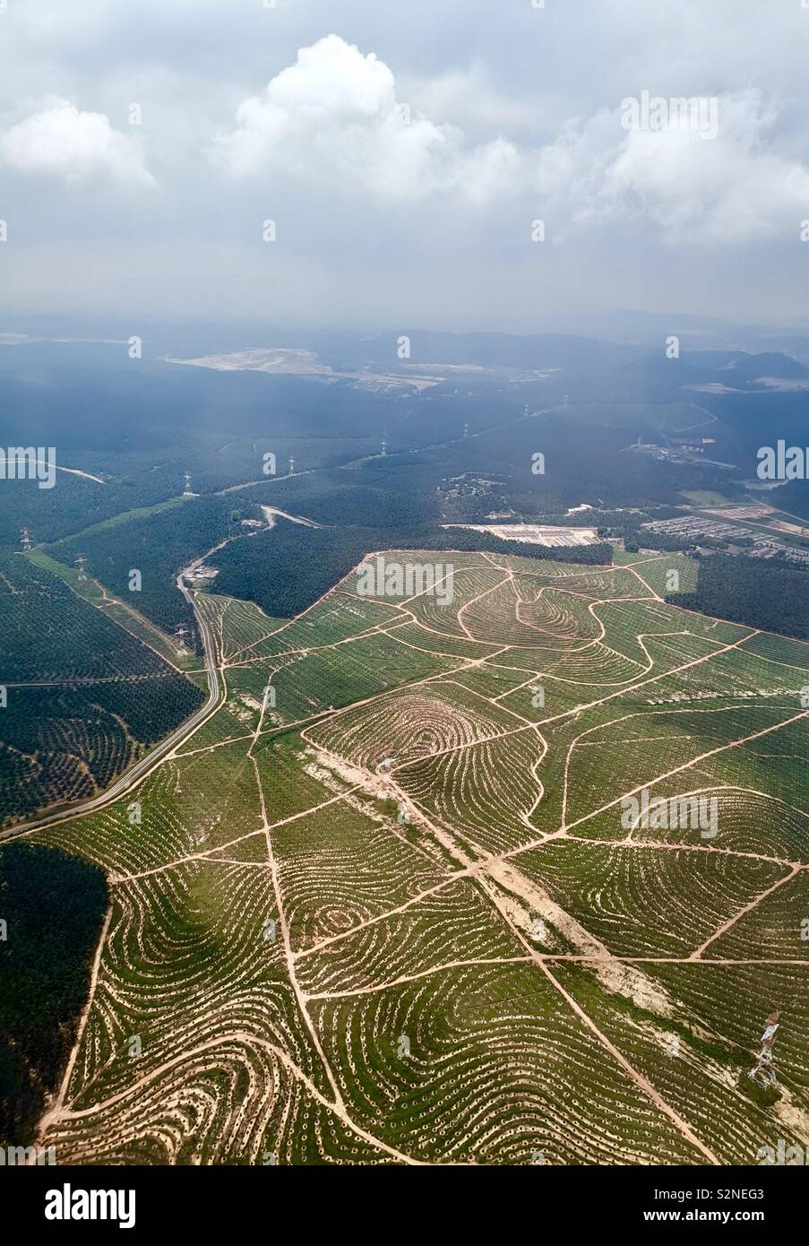 Vista aerea di un giovane olio Palm tree plantation. Foto Stock