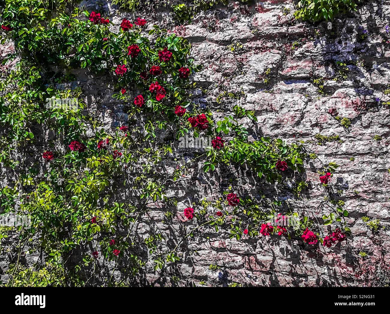 Arrampicata bellissime rose rosse Foto Stock