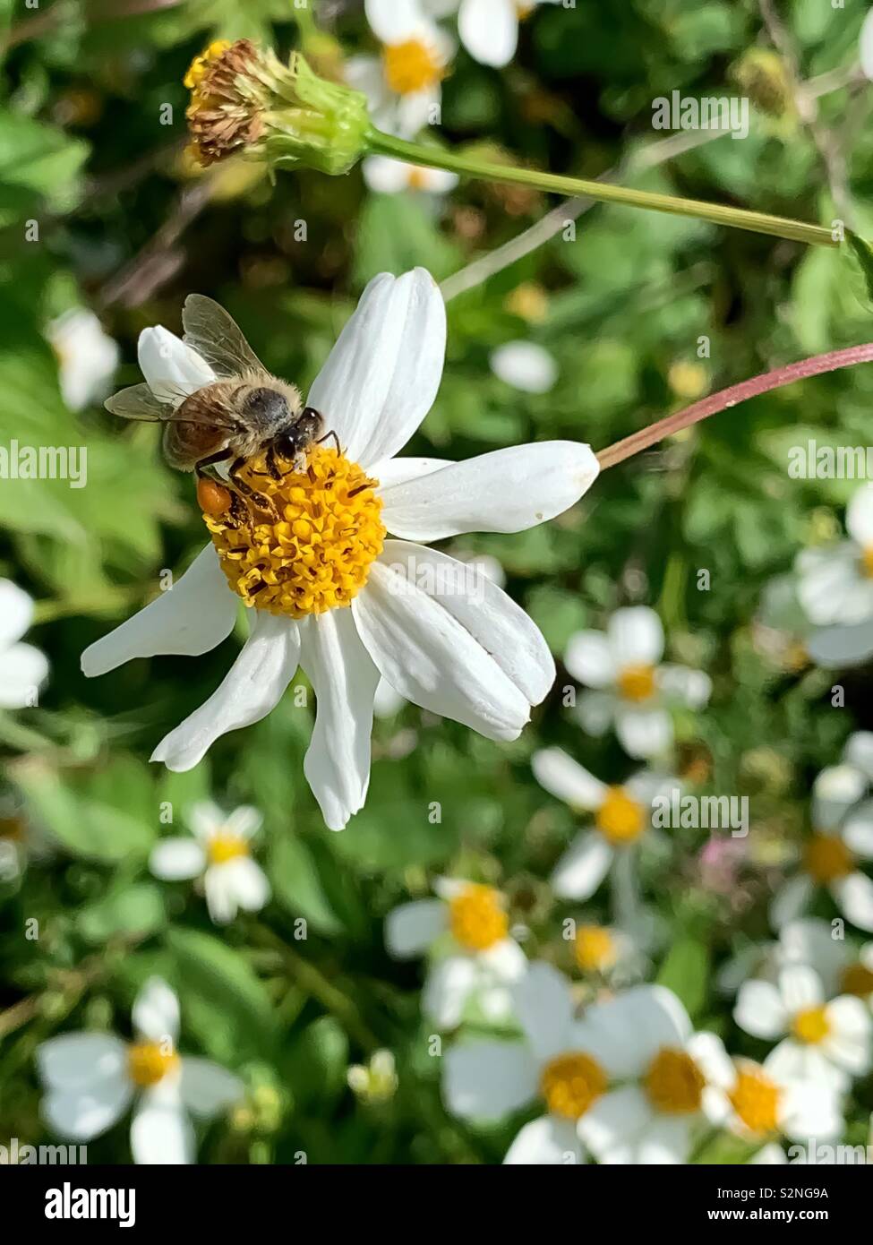 Il miele delle api sul collegamento daisy fiori selvatici pollinici Foto Stock
