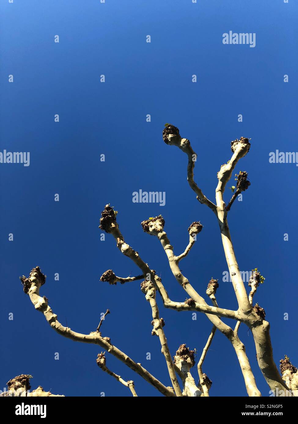 Ramo di albero abstract contro il cielo blu Foto Stock