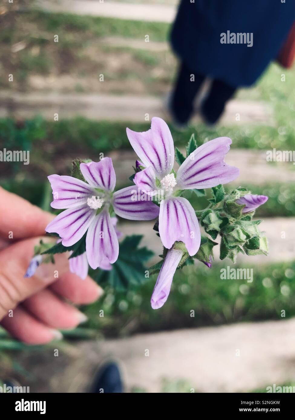 Mano azienda marshmallow fiori e un uomo in anticipo Foto Stock