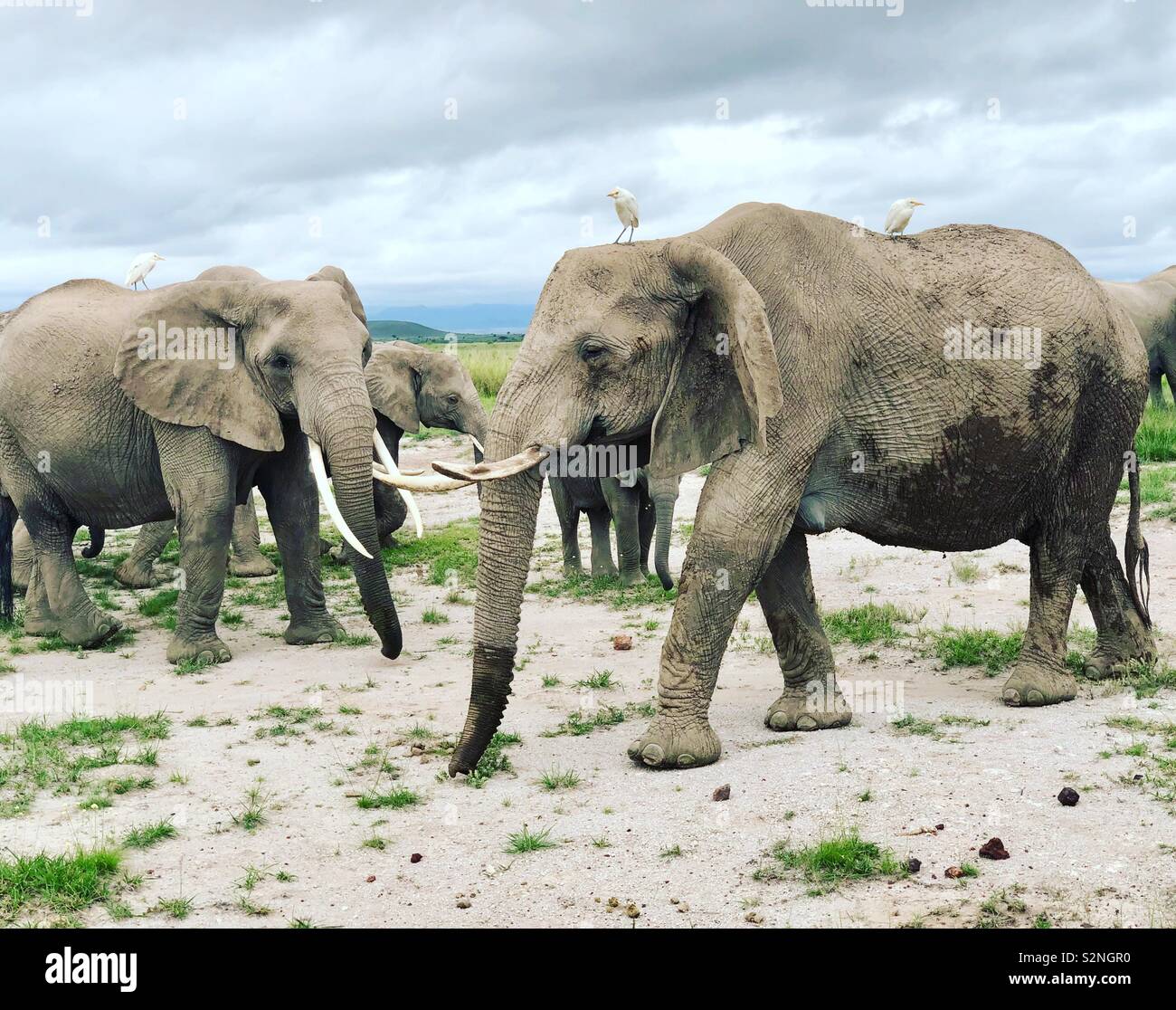 Elefanti in Amboseli Foto Stock