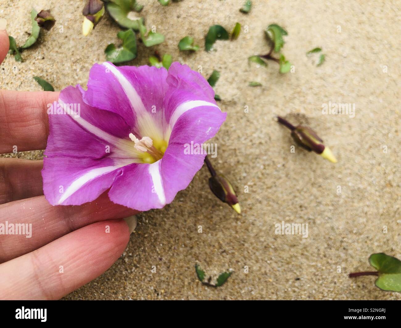 Spiaggia selvaggia di rosa fiori di petunia sulla spiaggia sabbiosa - Immagine stock catturata con smartphone