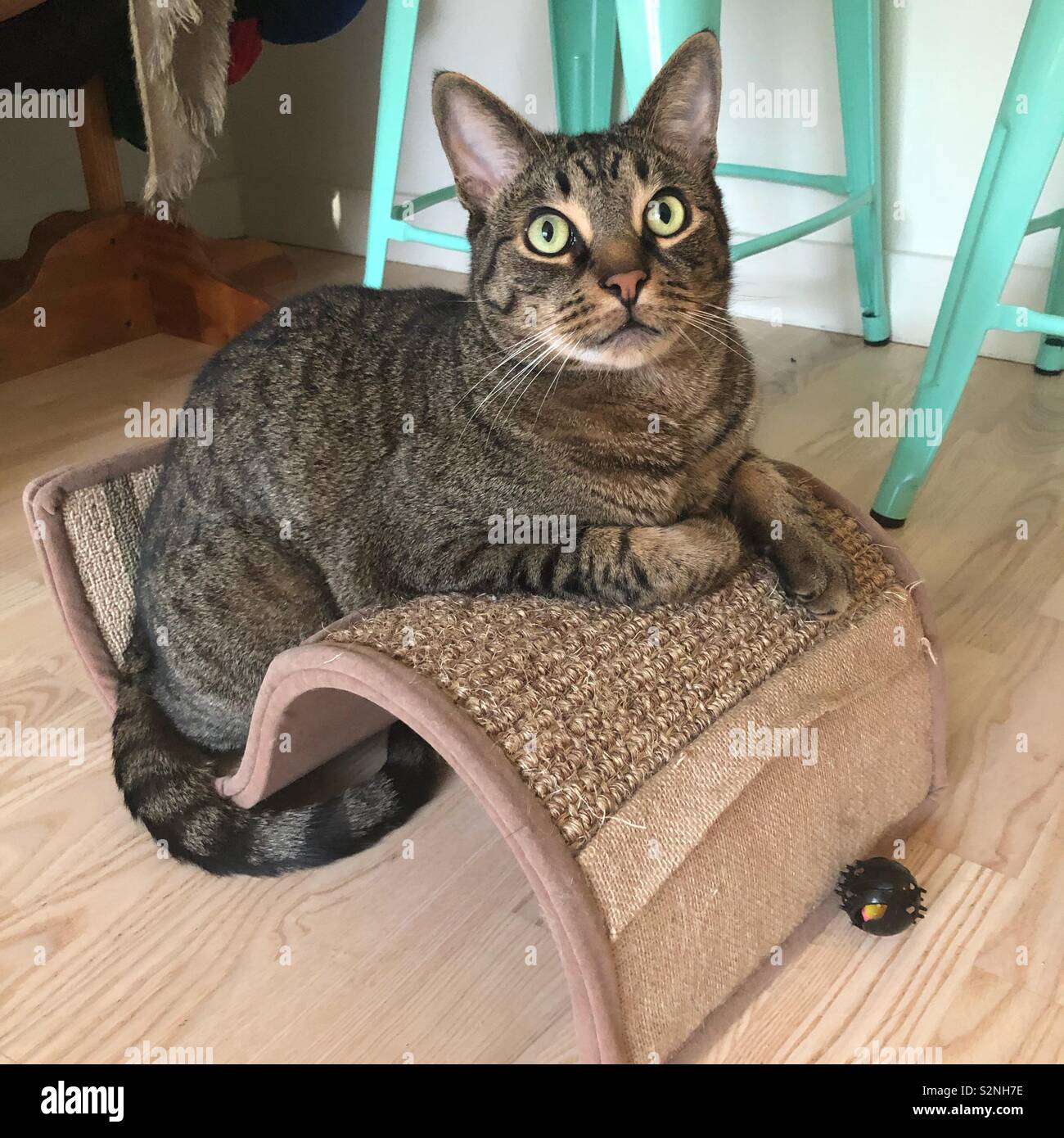 Un tabby gatto con gli occhi verdi seduto su di una curva di graffiare il post Foto Stock