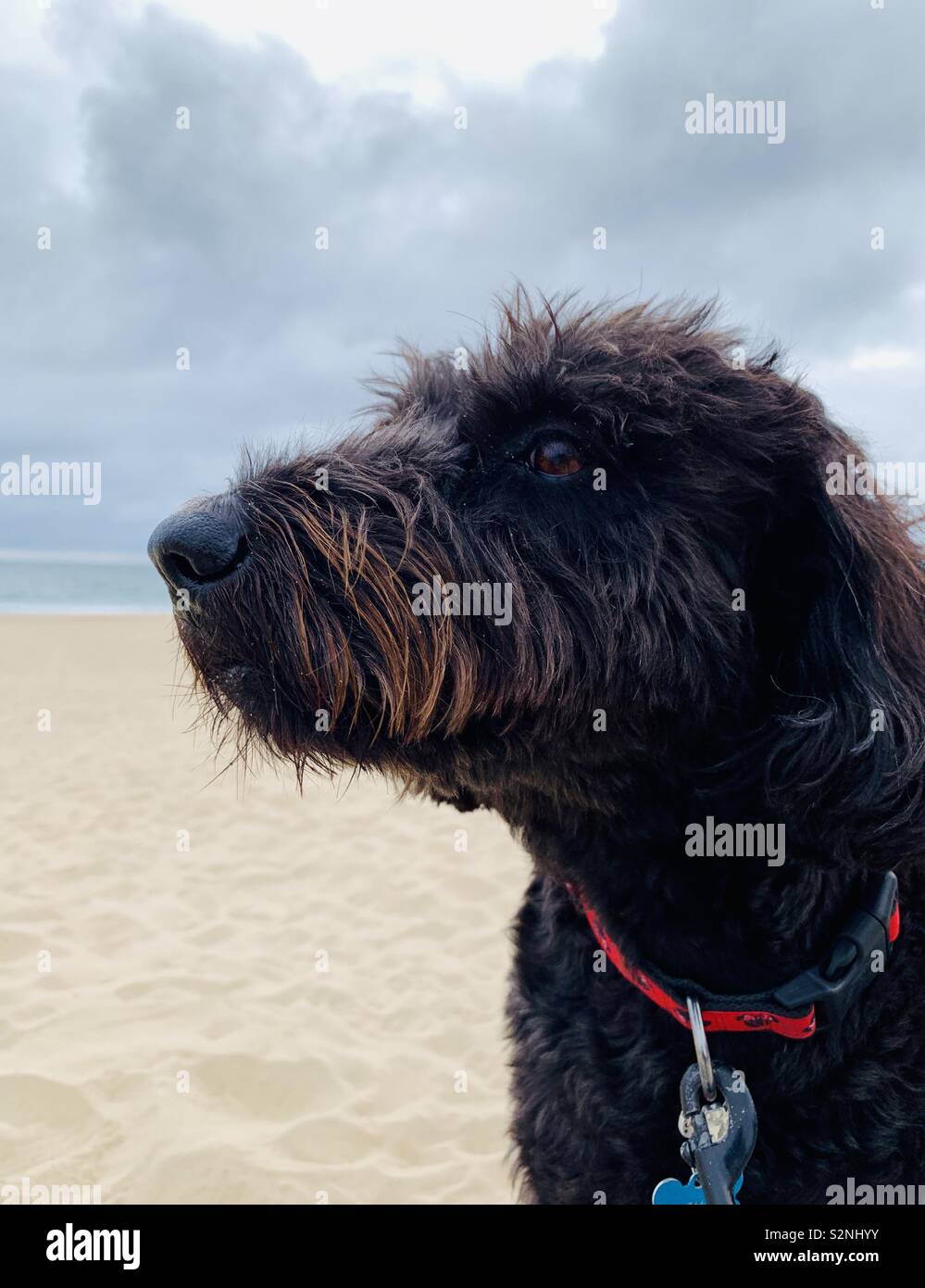 Un nero labradoodle cane in spiaggia. Foto Stock