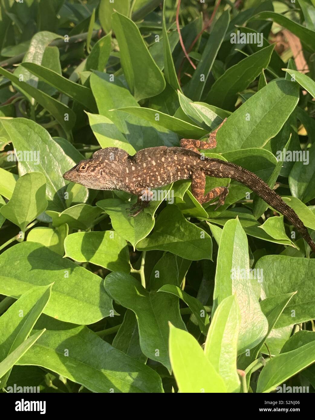 Brown anole lizard sulla pianta verde Foto Stock