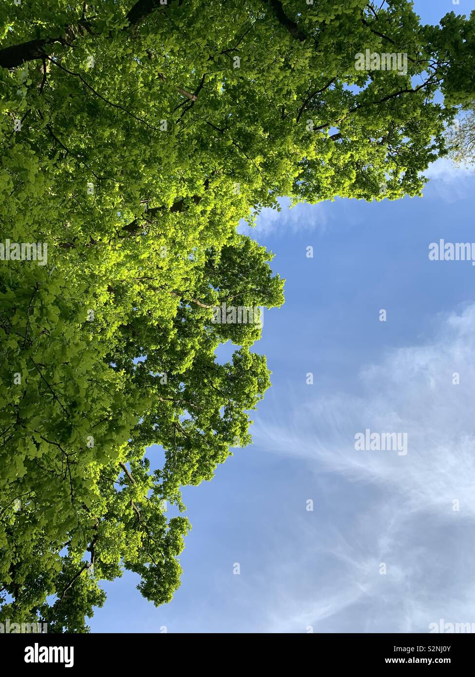Ricerca in un albero di quercia su una soleggiata sera - Immagine stock catturata con smartphone