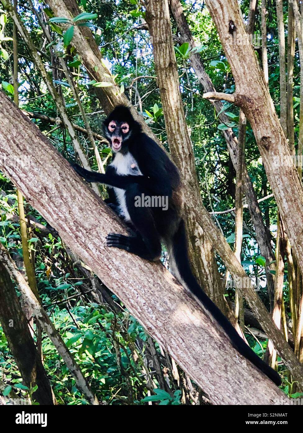 Nero messicano scimmia urlatrice negli alberi del Sandos Caracol Eco Resort in Playa del Carmen, Messico. Foto Stock