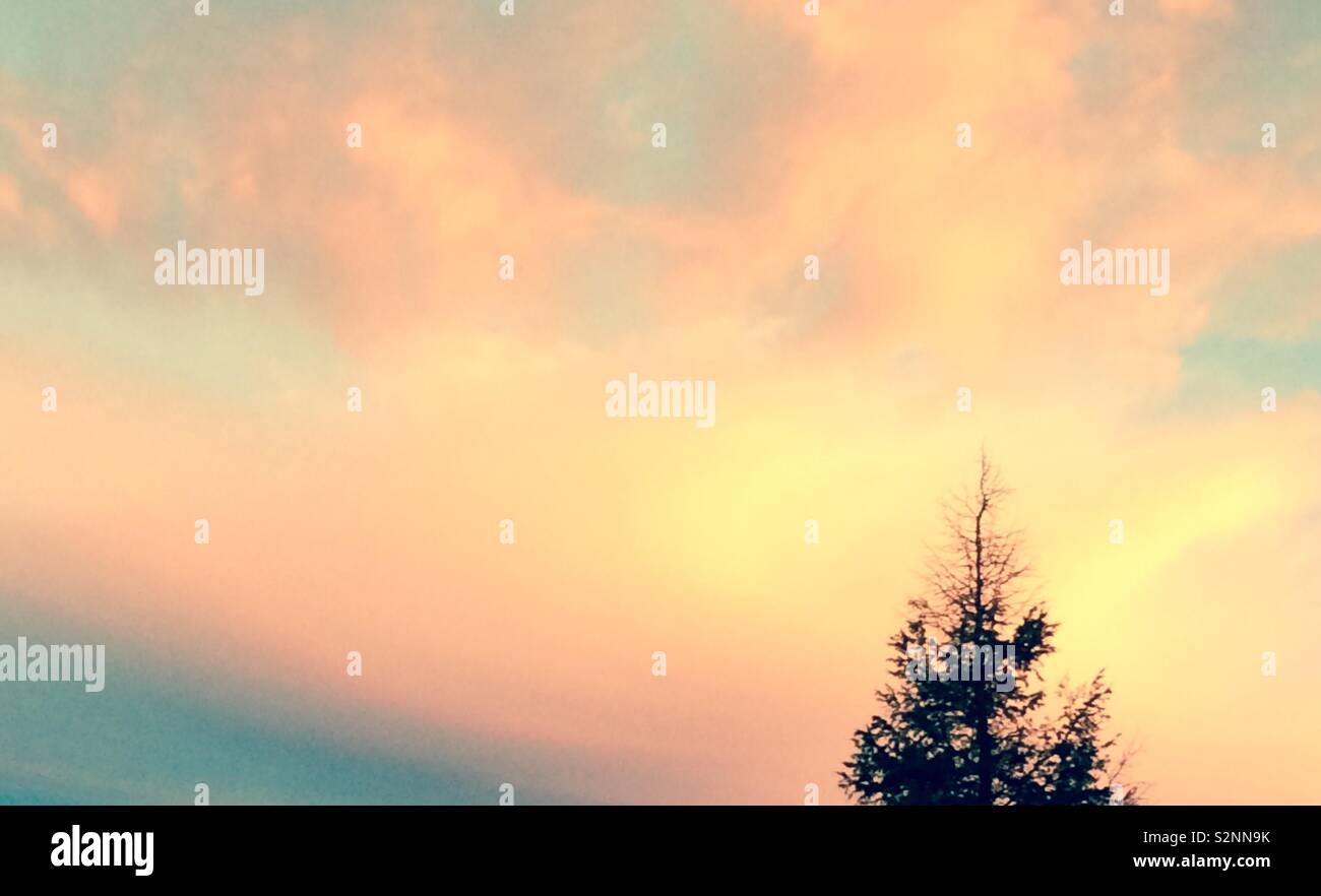 Orange sky , tramonto, struttura ad albero Foto Stock
