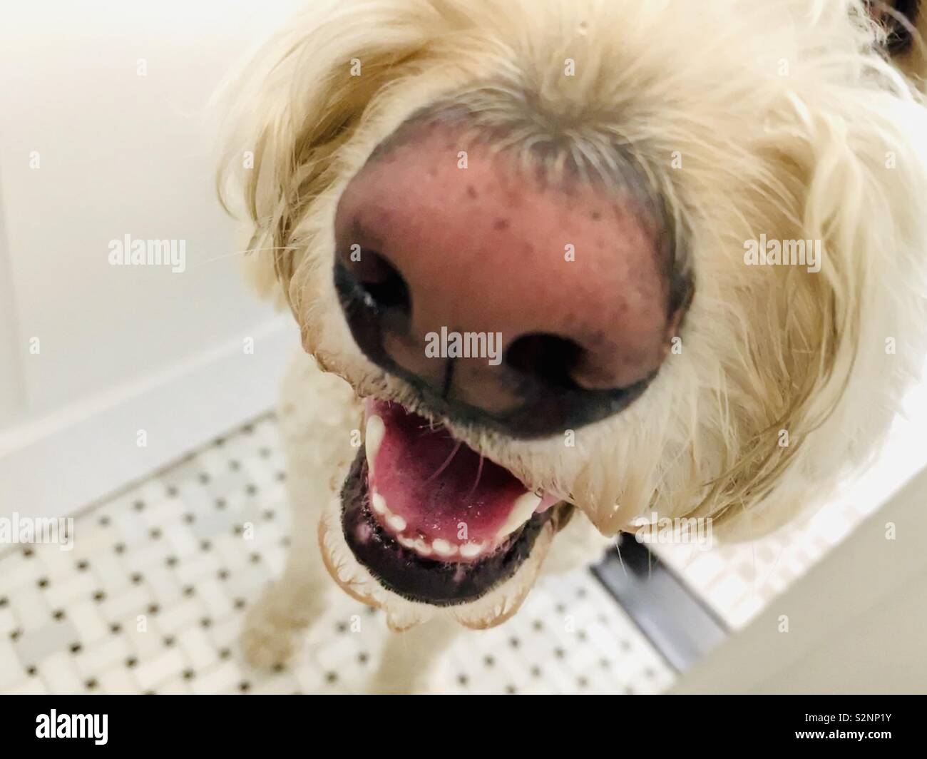 Un Felice labradoodle al naso. Foto Stock