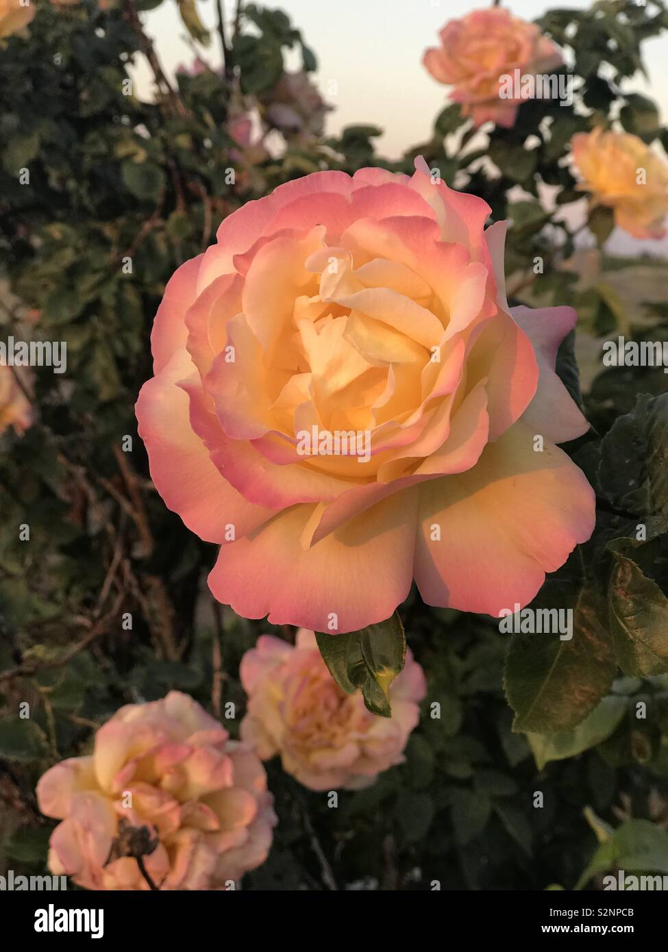 Rose selvatiche alla fine di una cantina di strada nella città di Benton Washington. Foto Stock