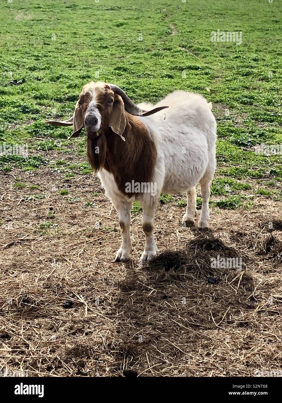 Capra stand-off Foto Stock