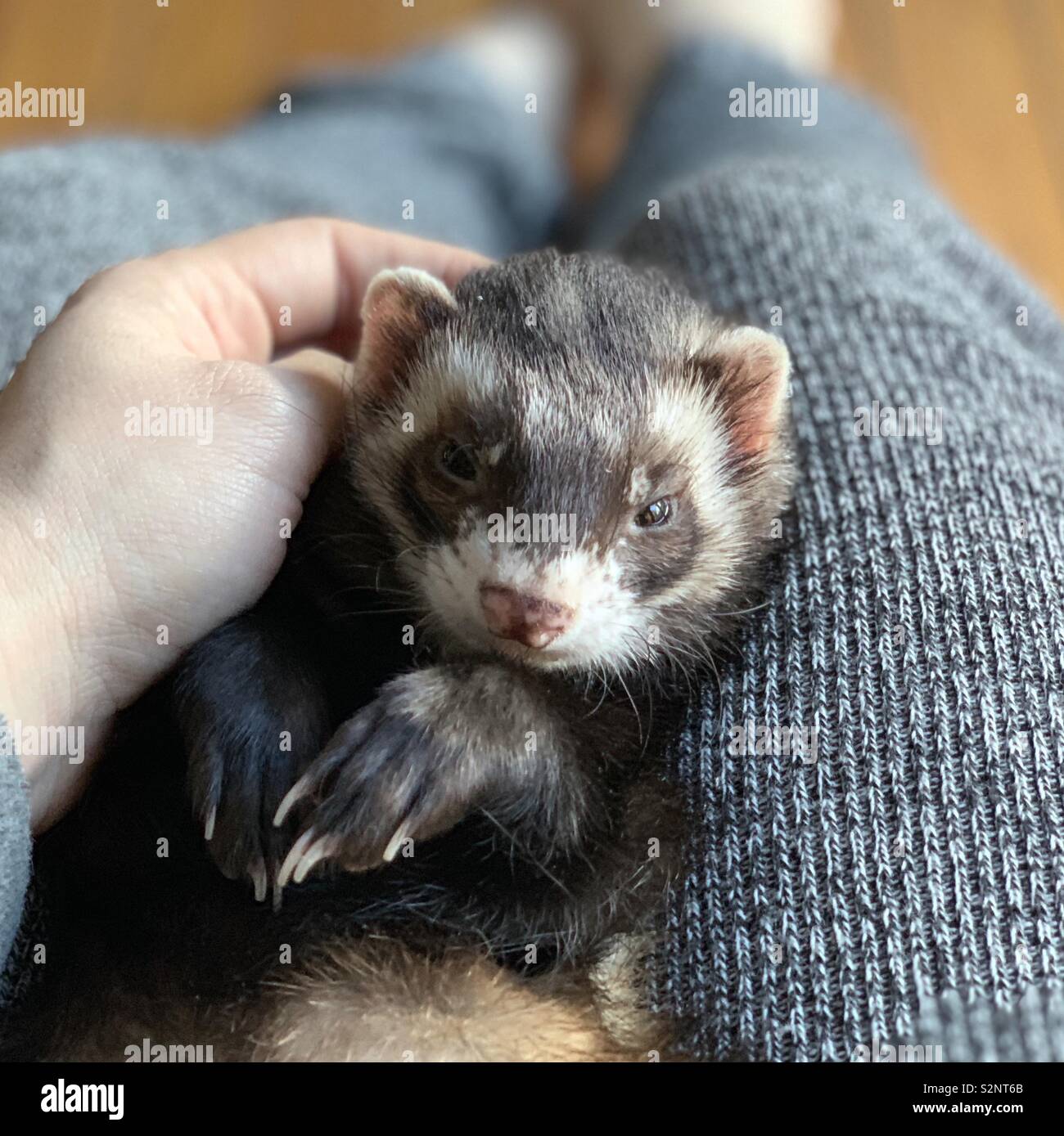 Sable ferret essendo trattenuto dalla femmina proprietario. Foto Stock