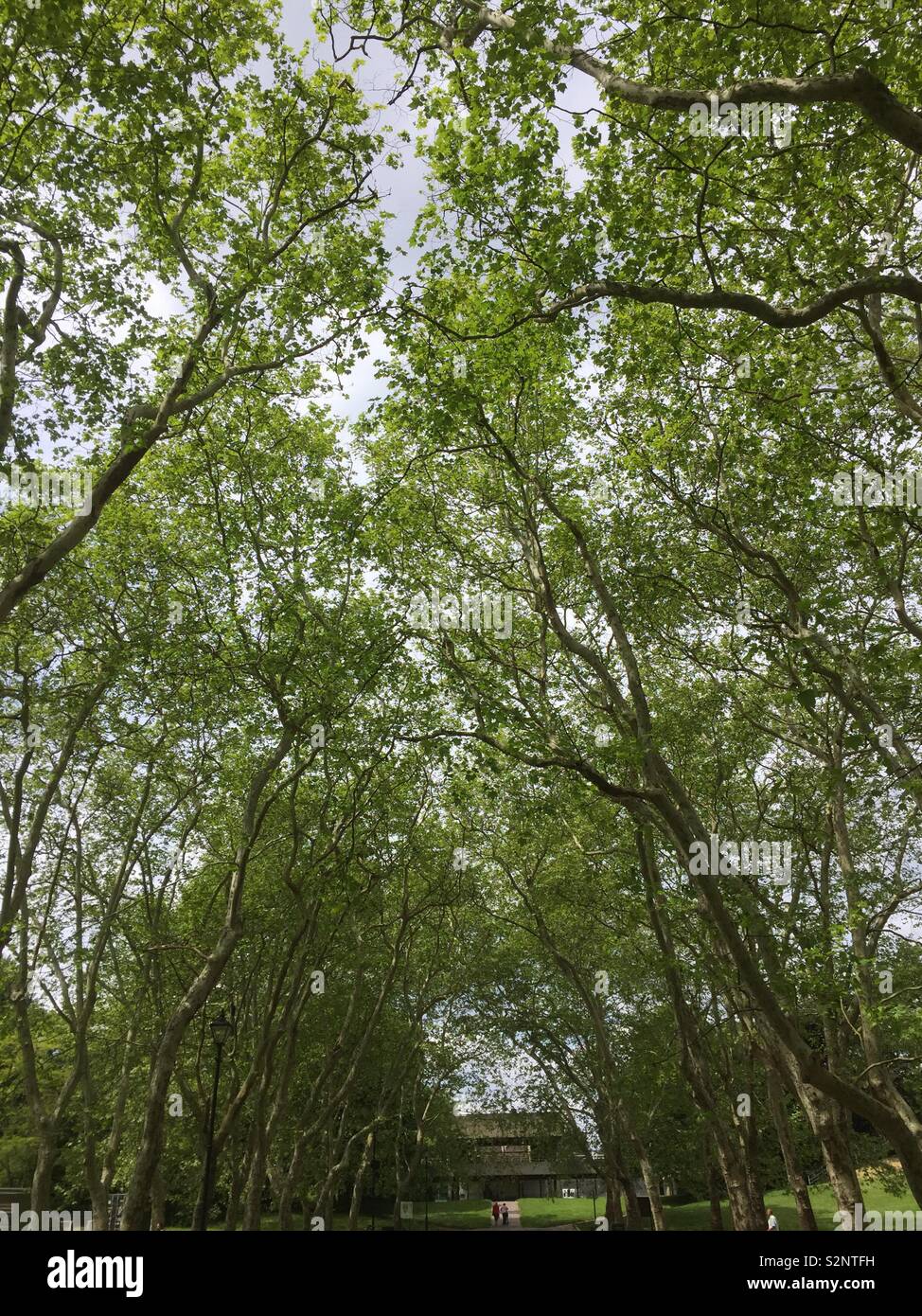 Crystal Palace parco alberi possono 2919 Baldacchino verde Foto Stock