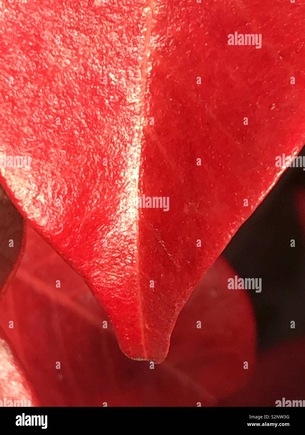 Red leaf. Chiudere la vista. Foto Stock