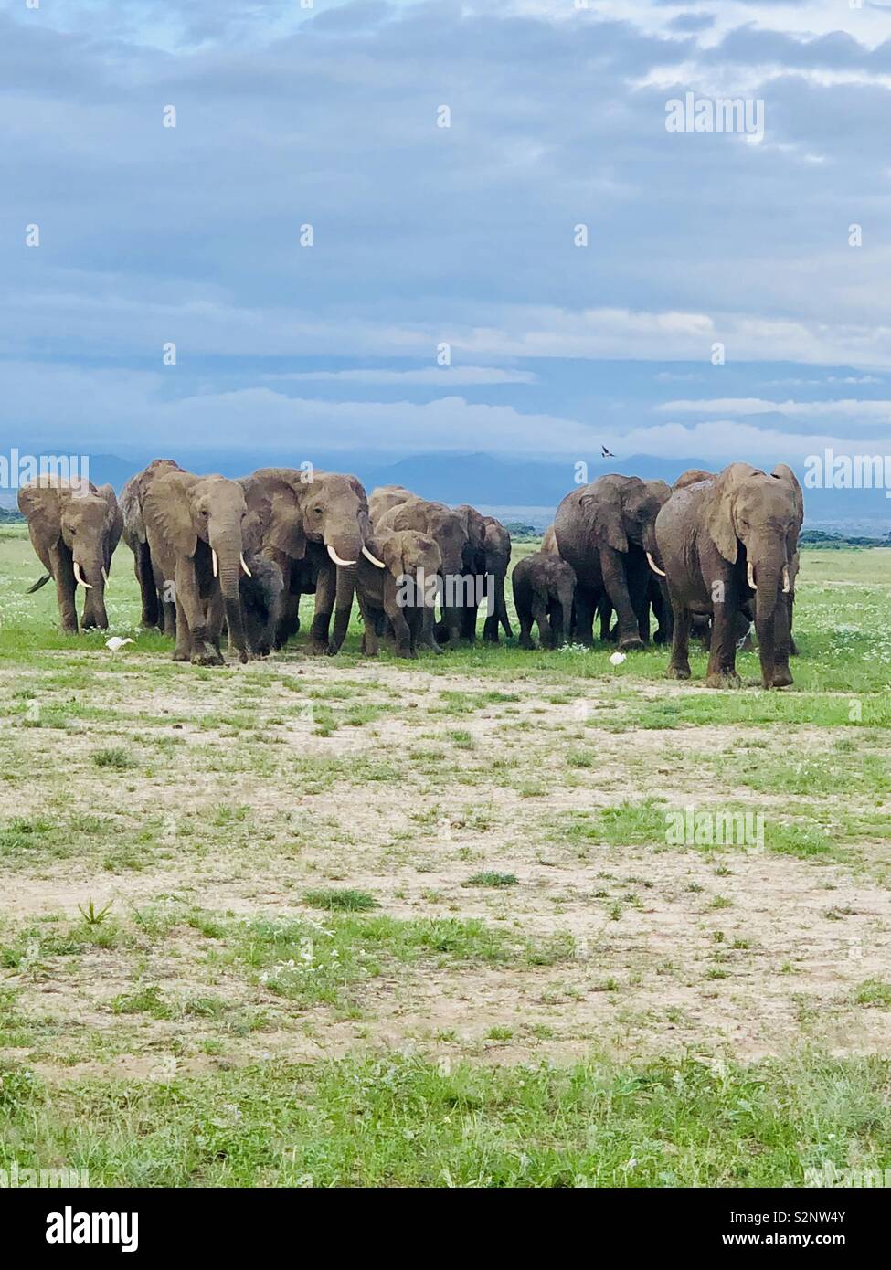 Elephant ascoltato in Amboseli National Park Foto Stock