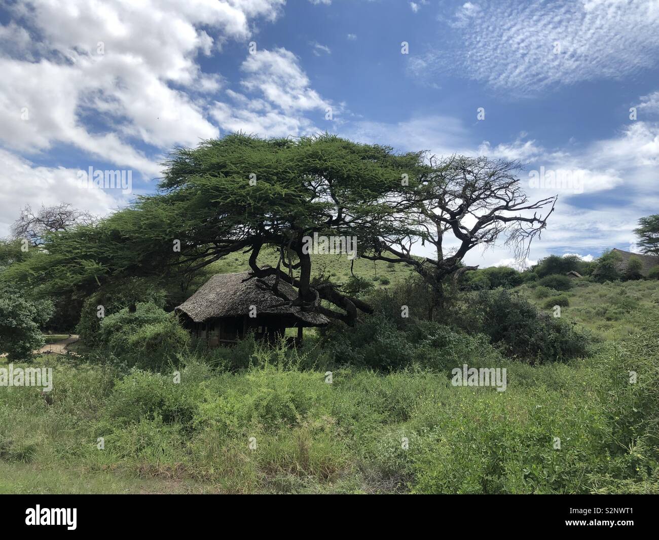 Tortellis camp In Amboseli Foto Stock