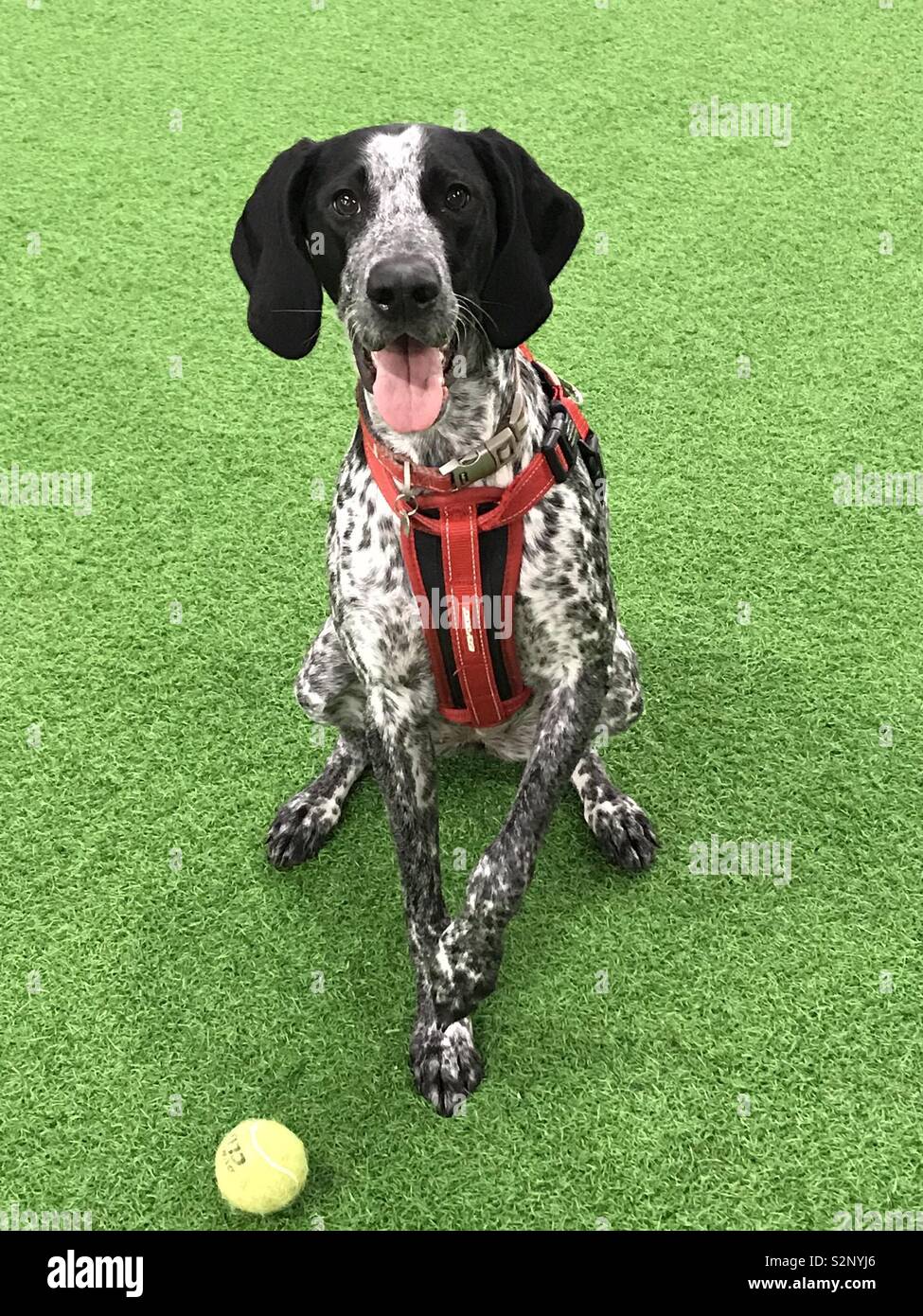 Cane e palla da tennis Foto Stock