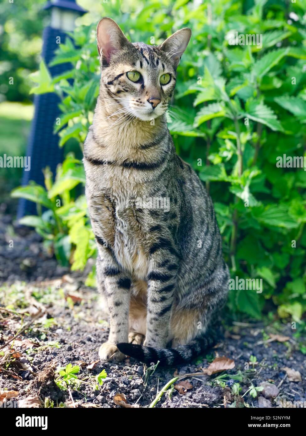 Savannah Cat - Immagine stock catturata con smartphone