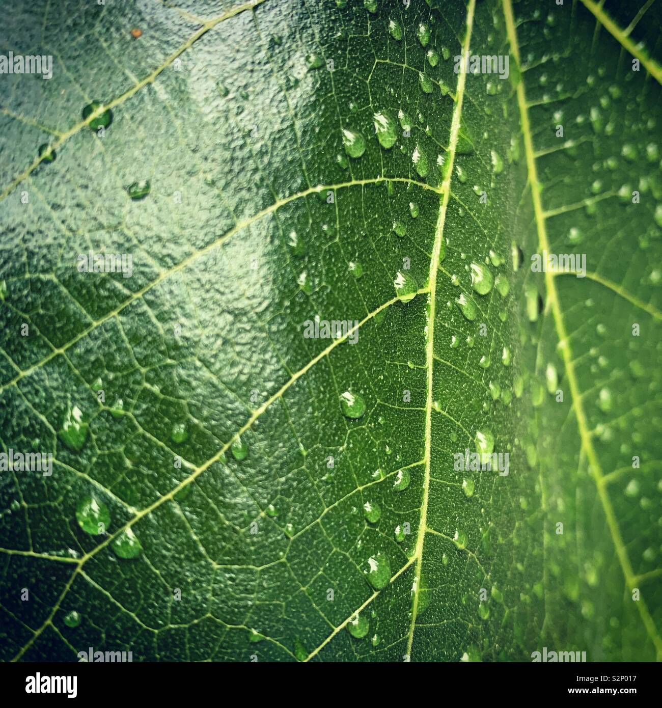 Gocce di pioggia su una foglia di fico Foto Stock