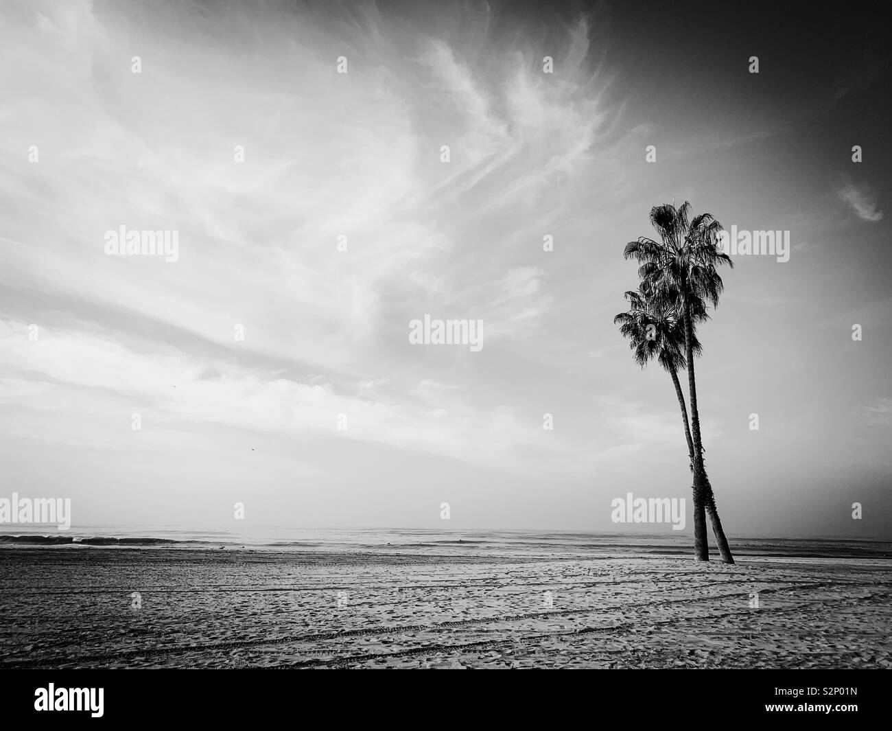 Le palme sulla spiaggia in bianco e nero Foto Stock
