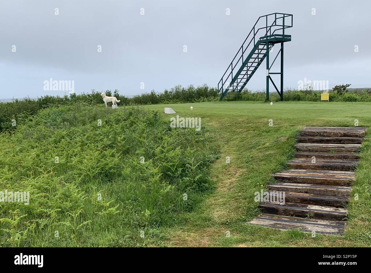 Campo da golf tee con gradini e Labrador cane Foto Stock