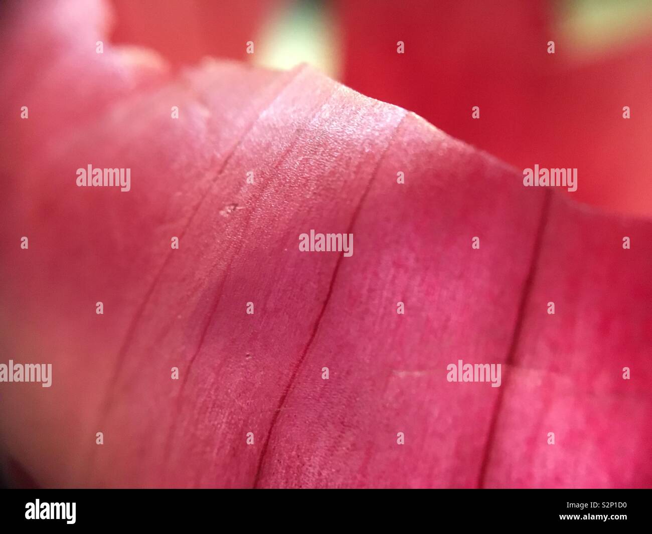 Vista macro di una cipolla rossa con rosso porpora della pelle. Foto Stock