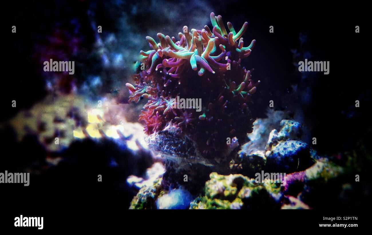 Galaxia il corallo di guerra Foto Stock